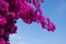 Brunch of Bougainvillea flowers against sky