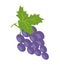 Brunch of Lilac Grape, Color Vector Illustration
