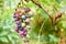 Brunch of multicolor grapes on blurred nature background close up