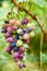 Brunch of multicolor purple green grapes on blurred nature background