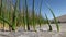 Bruneau sand dunes idaho 48 reeds close up