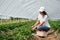 Brunette in cap is harvesting strawberries in greenhouse.