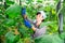 Brunette czech woman picking cucumbers in hothouse