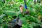 Brunette czech woman picking cucumbers in hothouse