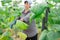 brunette czech woman picking cucumbers in hothouse