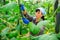 brunette czech woman picking cucumbers in hothouse