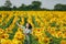 Brunette girl in a field of sunflowers like in the shower