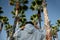 a brunette girl in a gray hoodie holds a hood with her hands look ahead at the green palm trees the blue sky