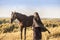 Brunette girl on a walk with a black horse. Attractive girl. Summer trip