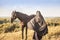 Brunette girl on a walk with a black horse. Attractive girl. Summer trip