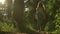 Brunette girl walking towards camera in sunset coniferous forest. Static slow motion medium shot