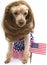 Brunette Patriotic Poodle