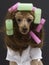 Brunette Poodle With Pink and Green Curlers