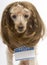 Brunette Poodle Wearing Blank Name Tag Sticker