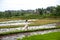 Brunette woman in white dress walking on rice terraces, Bali. Rice fields of Jatiluwih. The graphic lines and verdant