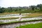 Brunette woman in white dress walking on rice terraces, Bali. Rice fields of Jatiluwih. The graphic lines and verdant