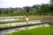 Brunette woman in white dress walking on rice terraces, Bali. Rice fields of Jatiluwih. The graphic lines and verdant