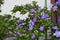 Brunfelsia latifolia flowers