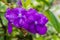 The Brunfelsia pauciflora