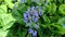 brunnela large-leaved, flowers decoration flower bed, lawn