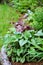 Brunnera `Jack Frost` planted in mixed border in combination with red heucheras