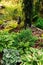 Brunnera Jack Frost planted together with hostas in shady garden.