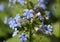 Brunnera macrophylla flowers