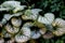 Brunnera macrophylla `Jack Frost` , Siberian bugloss