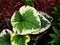 Brunnera macrophylla \'Variegata\'