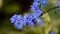 Brunnera macrophylla Variegata Siberian Bugloss blue flowers in spring garden, shade loving plant