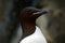 Brunnich\'s Guillemot, Uria lomvia, detail portrait white bird with black head sitting on the rock, Svalbard, Norway