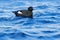 Brunnich`s Guillemot, Uria lomvia, white birds with black heads in the sea water, Svalbard, Norway. Beautiful rock with bird,