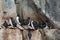 The Brunnichâ€™s Guillemots on the Cliffs of Alkef