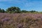 The Brunsummerheide a national park in the Limburg the Netherlands. Ideal place for an active lifestyle