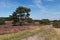 The Brunsummerheide a national park in the Limburg the Netherlands. Ideal place for an active lifestyle