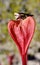 Brunsvigia grandiflora Heart