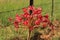 Brunsvigia orientalis - Candelabra Flower