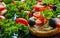 Bruschetta with green and black olives, feta cheese, cherry tomatoes, parsley and red pepper on black background