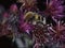 Brush beetle on thistle flowers