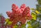 Brush of the blossoming lilac of hyacinthine (Syringa hyacinthiflora Rheder)