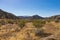 Brush in California Grasslands