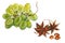 Brush grapes and badyan Illicium verum, dry brown star anise fruit, watercolor