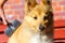 Brush grooming on a shetland sheepdog