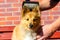 Brush grooming on a shetland sheepdog