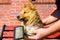 Brush grooming on a shetland sheepdog