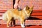 Brush grooming on a shetland sheepdog