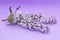 Brush of lilac blossoming lilac on a purple background. The photo