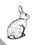 Brush painting ink draw isolated rabbit illustration