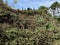 Brush pile from storm clean up