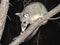 Brush tail possum